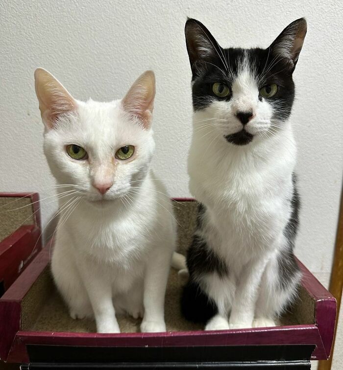 301 Adorable White Cats That Somehow Look Majestic Even When They’re Being Ridiculous 301 Adorable White Cats That Somehow Look Majestic Even When They’re Being Ridiculous
