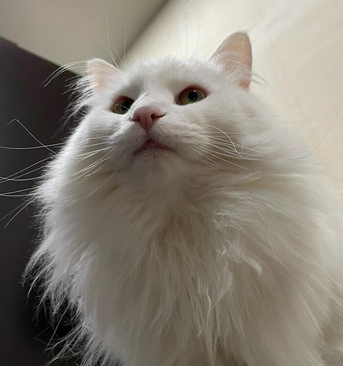301 Adorable White Cats That Somehow Look Majestic Even When They’re Being Ridiculous 301 Adorable White Cats That Somehow Look Majestic Even When They’re Being Ridiculous