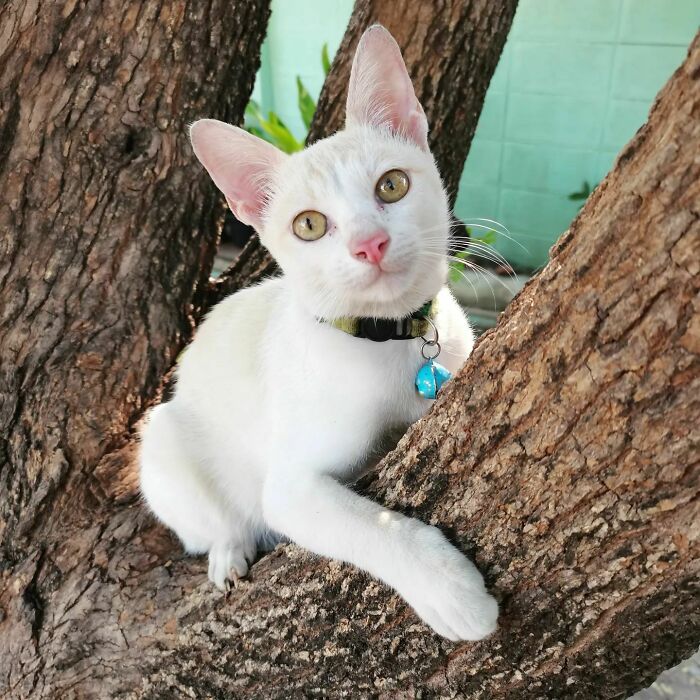 301 Adorable White Cats That Somehow Look Majestic Even When They’re Being Ridiculous 301 Adorable White Cats That Somehow Look Majestic Even When They’re Being Ridiculous