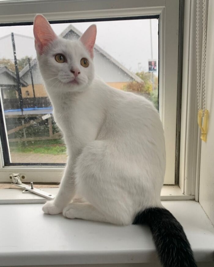 301 Adorable White Cats That Somehow Look Majestic Even When They’re Being Ridiculous 301 Adorable White Cats That Somehow Look Majestic Even When They’re Being Ridiculous
