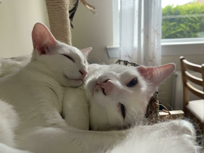 301 Adorable White Cats That Somehow Look Majestic Even When They’re Being Ridiculous 301 Adorable White Cats That Somehow Look Majestic Even When They’re Being Ridiculous