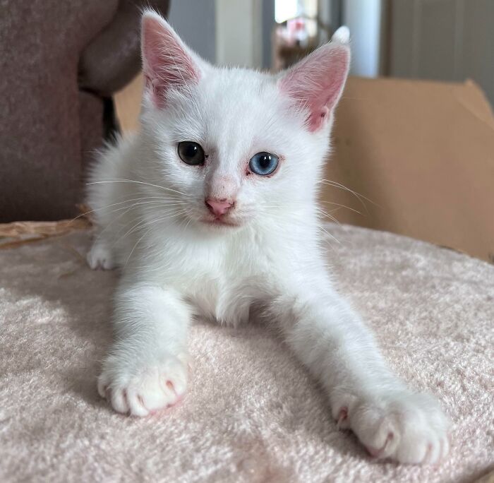 301 Adorable White Cats That Somehow Look Majestic Even When They’re Being Ridiculous 301 Adorable White Cats That Somehow Look Majestic Even When They’re Being Ridiculous