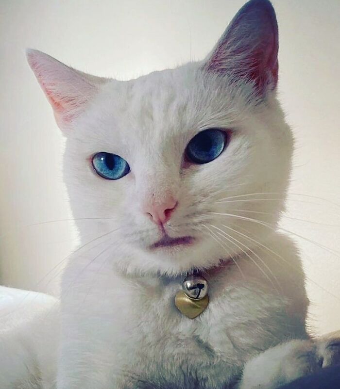 301 Adorable White Cats That Somehow Look Majestic Even When They’re Being Ridiculous 301 Adorable White Cats That Somehow Look Majestic Even When They’re Being Ridiculous