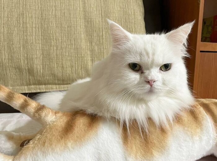301 Adorable White Cats That Somehow Look Majestic Even When They’re Being Ridiculous 301 Adorable White Cats That Somehow Look Majestic Even When They’re Being Ridiculous
