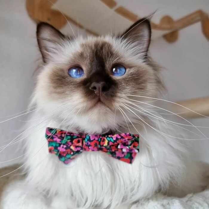 301 Adorable White Cats That Somehow Look Majestic Even When They’re Being Ridiculous 301 Adorable White Cats That Somehow Look Majestic Even When They’re Being Ridiculous