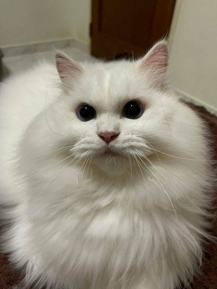 301 Adorable White Cats That Somehow Look Majestic Even When They’re Being Ridiculous 301 Adorable White Cats That Somehow Look Majestic Even When They’re Being Ridiculous