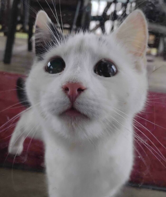 301 Adorable White Cats That Somehow Look Majestic Even When They’re Being Ridiculous 301 Adorable White Cats That Somehow Look Majestic Even When They’re Being Ridiculous