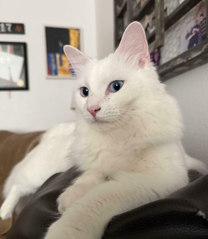 301 Adorable White Cats That Somehow Look Majestic Even When They’re Being Ridiculous 301 Adorable White Cats That Somehow Look Majestic Even When They’re Being Ridiculous