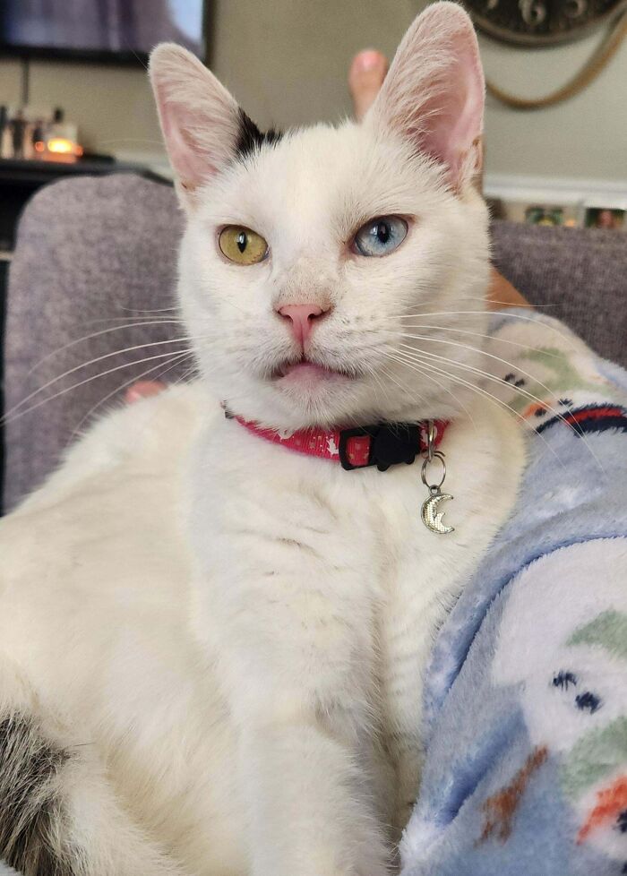 301 Adorable White Cats That Somehow Look Majestic Even When They’re Being Ridiculous 301 Adorable White Cats That Somehow Look Majestic Even When They’re Being Ridiculous