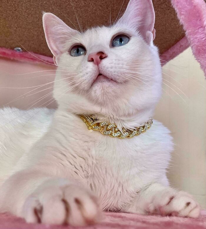 301 Adorable White Cats That Somehow Look Majestic Even When They’re Being Ridiculous 301 Adorable White Cats That Somehow Look Majestic Even When They’re Being Ridiculous