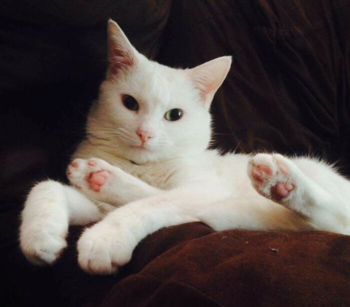 301 Adorable White Cats That Somehow Look Majestic Even When They’re Being Ridiculous 301 Adorable White Cats That Somehow Look Majestic Even When They’re Being Ridiculous