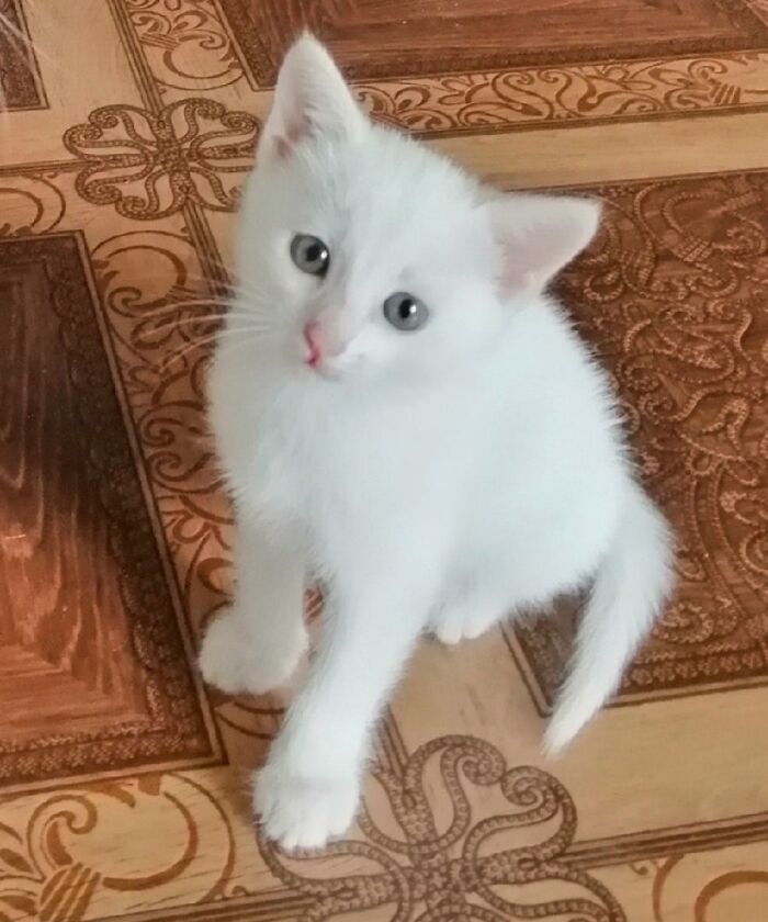 301 Adorable White Cats That Somehow Look Majestic Even When They’re Being Ridiculous 301 Adorable White Cats That Somehow Look Majestic Even When They’re Being Ridiculous