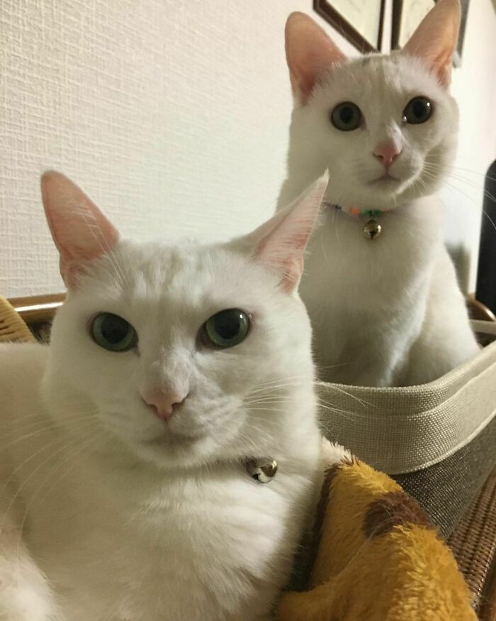 301 Adorable White Cats That Somehow Look Majestic Even When They’re Being Ridiculous 301 Adorable White Cats That Somehow Look Majestic Even When They’re Being Ridiculous