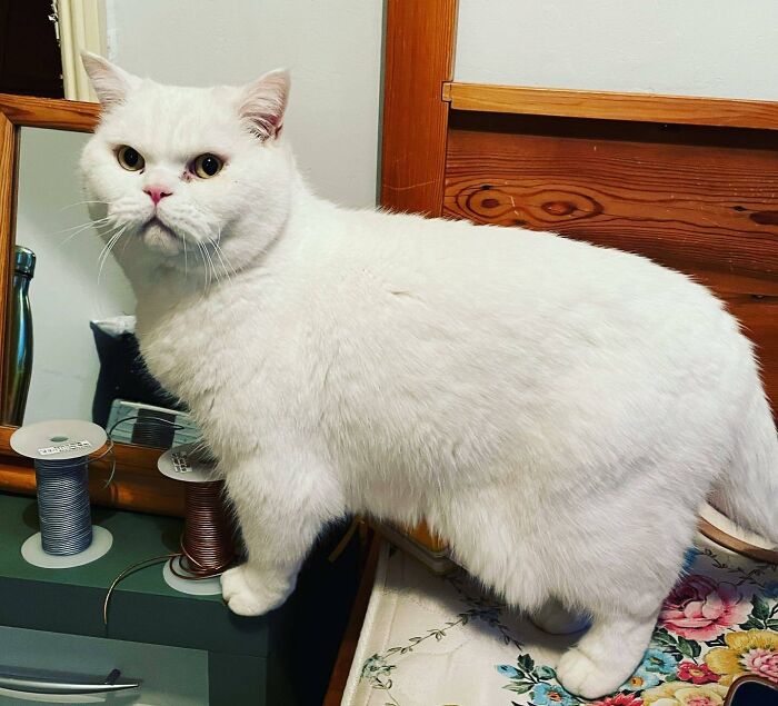 301 Adorable White Cats That Somehow Look Majestic Even When They’re Being Ridiculous 301 Adorable White Cats That Somehow Look Majestic Even When They’re Being Ridiculous