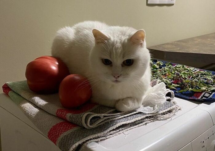 301 Adorable White Cats That Somehow Look Majestic Even When They’re Being Ridiculous 301 Adorable White Cats That Somehow Look Majestic Even When They’re Being Ridiculous