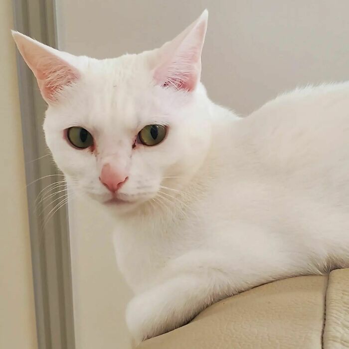 301 Adorable White Cats That Somehow Look Majestic Even When They’re Being Ridiculous 301 Adorable White Cats That Somehow Look Majestic Even When They’re Being Ridiculous