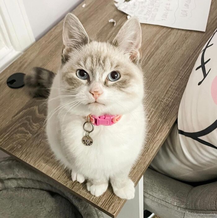 301 Adorable White Cats That Somehow Look Majestic Even When They’re Being Ridiculous 301 Adorable White Cats That Somehow Look Majestic Even When They’re Being Ridiculous