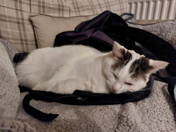 301 Adorable White Cats That Somehow Look Majestic Even When They’re Being Ridiculous 301 Adorable White Cats That Somehow Look Majestic Even When They’re Being Ridiculous