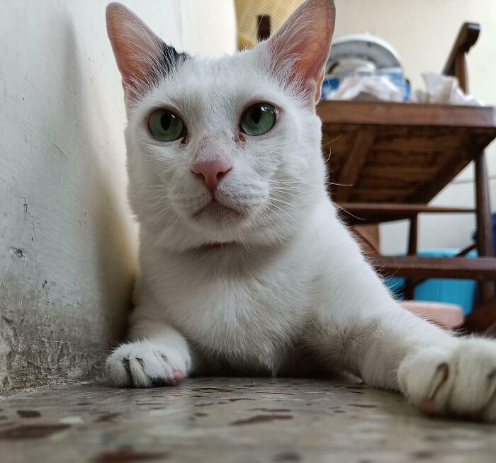301 Adorable White Cats That Somehow Look Majestic Even When They’re Being Ridiculous 301 Adorable White Cats That Somehow Look Majestic Even When They’re Being Ridiculous