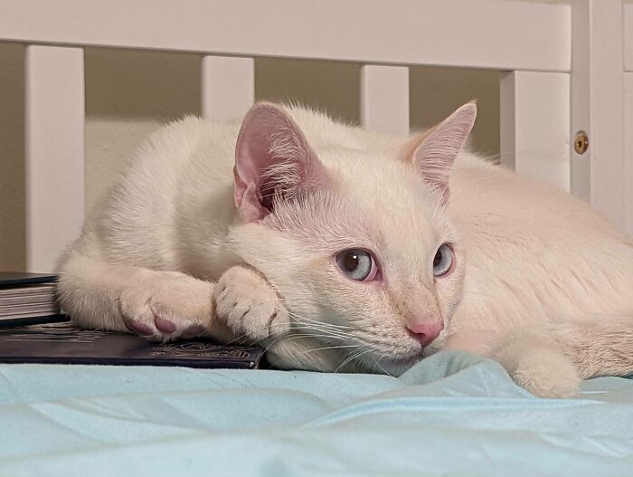 301 Adorable White Cats That Somehow Look Majestic Even When They’re Being Ridiculous 301 Adorable White Cats That Somehow Look Majestic Even When They’re Being Ridiculous