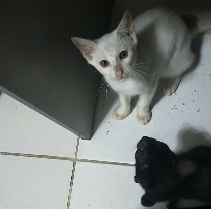 301 Adorable White Cats That Somehow Look Majestic Even When They’re Being Ridiculous 301 Adorable White Cats That Somehow Look Majestic Even When They’re Being Ridiculous