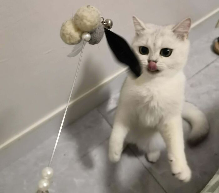 301 Adorable White Cats That Somehow Look Majestic Even When They’re Being Ridiculous 301 Adorable White Cats That Somehow Look Majestic Even When They’re Being Ridiculous