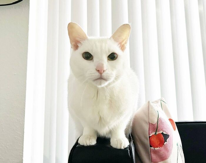 301 Adorable White Cats That Somehow Look Majestic Even When They’re Being Ridiculous 301 Adorable White Cats That Somehow Look Majestic Even When They’re Being Ridiculous