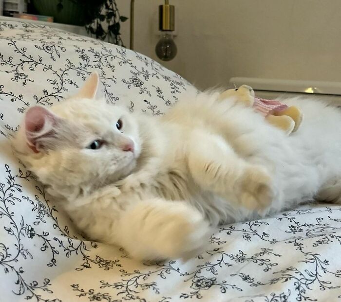 301 Adorable White Cats That Somehow Look Majestic Even When They’re Being Ridiculous 301 Adorable White Cats That Somehow Look Majestic Even When They’re Being Ridiculous