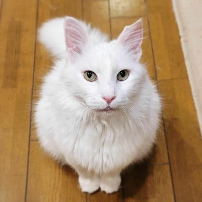 301 Adorable White Cats That Somehow Look Majestic Even When They’re Being Ridiculous 301 Adorable White Cats That Somehow Look Majestic Even When They’re Being Ridiculous