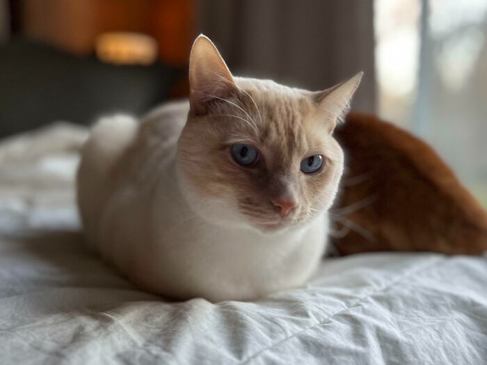 301 Adorable White Cats That Somehow Look Majestic Even When They’re Being Ridiculous 301 Adorable White Cats That Somehow Look Majestic Even When They’re Being Ridiculous
