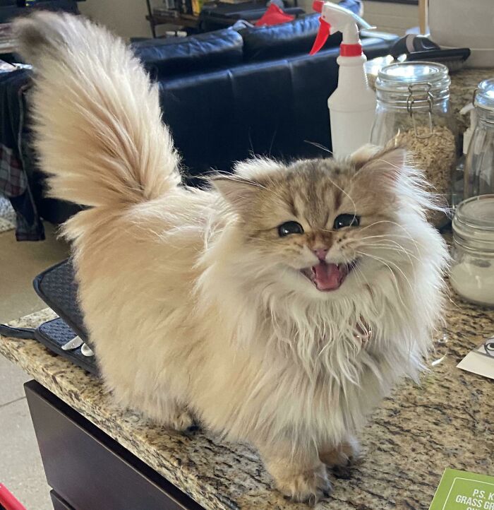 301 Adorable White Cats That Somehow Look Majestic Even When They’re Being Ridiculous 301 Adorable White Cats That Somehow Look Majestic Even When They’re Being Ridiculous