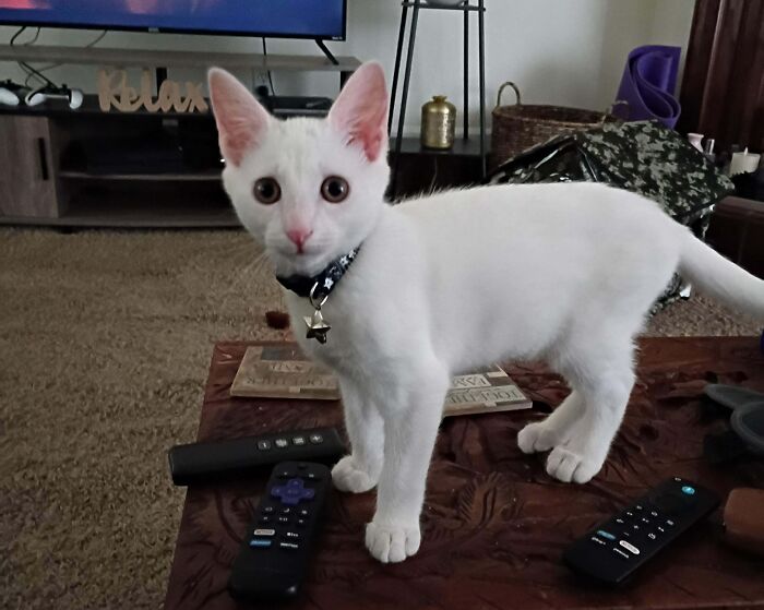 301 Adorable White Cats That Somehow Look Majestic Even When They’re Being Ridiculous 301 Adorable White Cats That Somehow Look Majestic Even When They’re Being Ridiculous