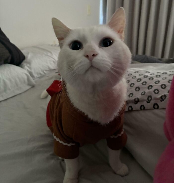 301 Adorable White Cats That Somehow Look Majestic Even When They’re Being Ridiculous 301 Adorable White Cats That Somehow Look Majestic Even When They’re Being Ridiculous