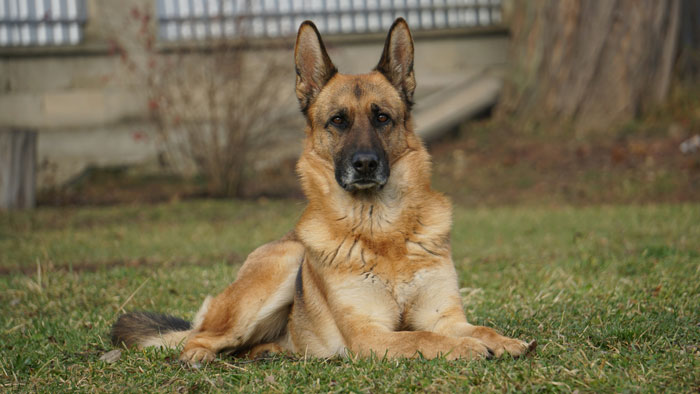 Dad Treats Neighbor’s Private Land Like His Kids’ Playground, A 160lb Guard Dog Ends The Debate Dad Treats Neighbor’s Private Land Like His Kids’ Playground, A 160lb Guard Dog Ends The Debate
