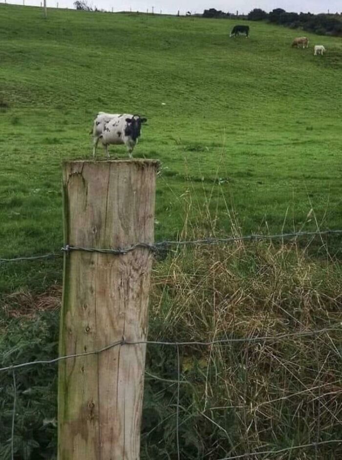 109 Photos That Completely Confused People Until They Looked A Little Closer 109 Photos That Completely Confused People Until They Looked A Little Closer