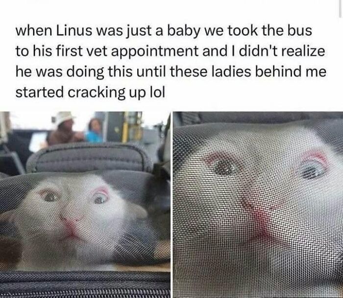 49 Hilarious Memes That Perfectly Capture What It’s Like To Share A Home With Cats 49 Hilarious Memes That Perfectly Capture What It’s Like To Share A Home With Cats