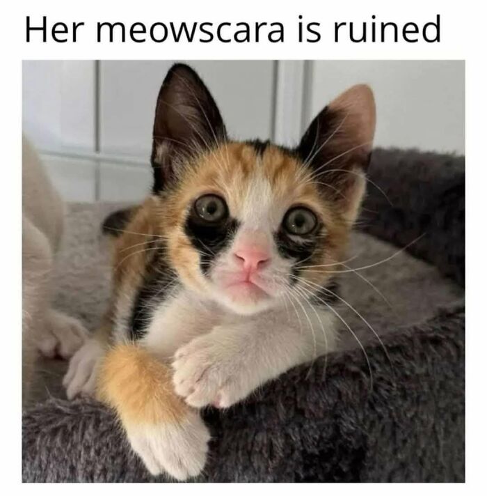 49 Hilarious Memes That Perfectly Capture What It’s Like To Share A Home With Cats 49 Hilarious Memes That Perfectly Capture What It’s Like To Share A Home With Cats