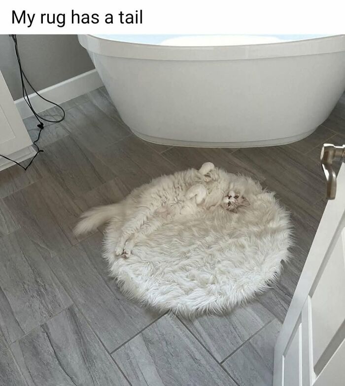 49 Hilarious Memes That Perfectly Capture What It’s Like To Share A Home With Cats 49 Hilarious Memes That Perfectly Capture What It’s Like To Share A Home With Cats