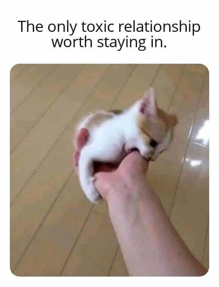 49 Hilarious Memes That Perfectly Capture What It’s Like To Share A Home With Cats 49 Hilarious Memes That Perfectly Capture What It’s Like To Share A Home With Cats