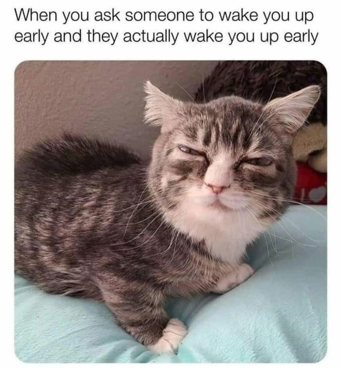 49 Hilarious Memes That Perfectly Capture What It’s Like To Share A Home With Cats 49 Hilarious Memes That Perfectly Capture What It’s Like To Share A Home With Cats