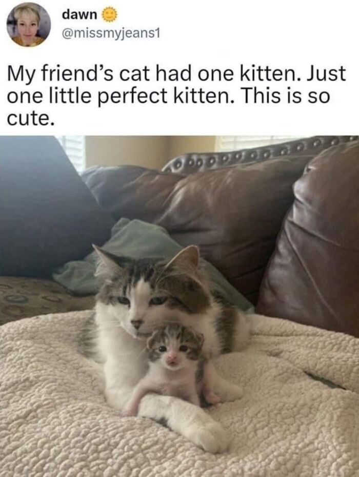 49 Hilarious Memes That Perfectly Capture What It’s Like To Share A Home With Cats 49 Hilarious Memes That Perfectly Capture What It’s Like To Share A Home With Cats