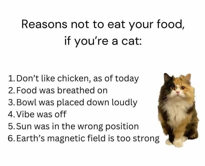 49 Hilarious Memes That Perfectly Capture What It’s Like To Share A Home With Cats 49 Hilarious Memes That Perfectly Capture What It’s Like To Share A Home With Cats