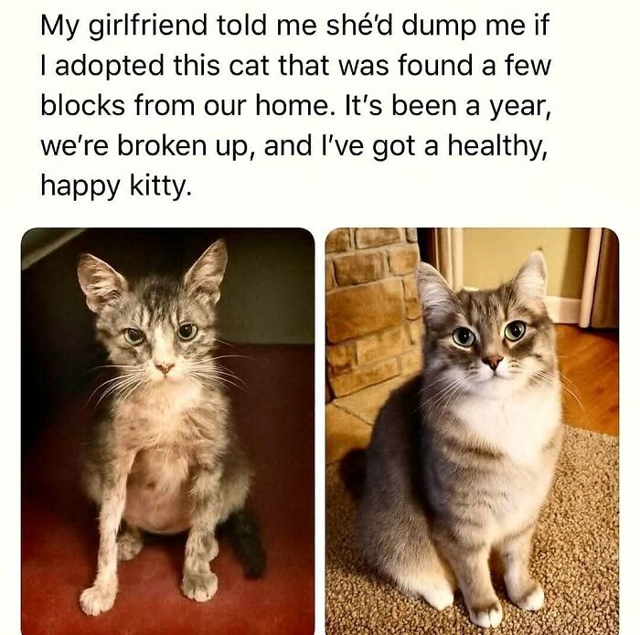 49 Hilarious Memes That Perfectly Capture What It’s Like To Share A Home With Cats 49 Hilarious Memes That Perfectly Capture What It’s Like To Share A Home With Cats