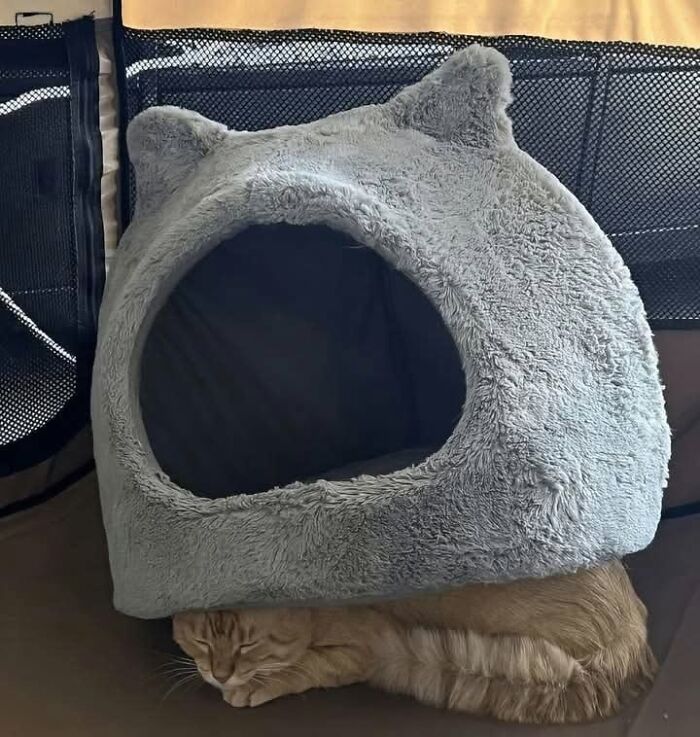 49 Hilarious Memes That Perfectly Capture What It’s Like To Share A Home With Cats 49 Hilarious Memes That Perfectly Capture What It’s Like To Share A Home With Cats