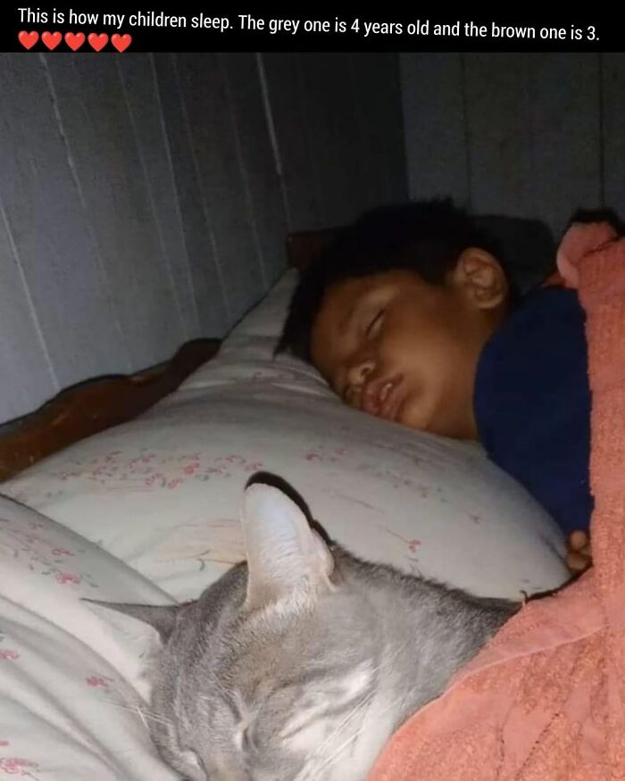 49 Hilarious Memes That Perfectly Capture What It’s Like To Share A Home With Cats 49 Hilarious Memes That Perfectly Capture What It’s Like To Share A Home With Cats