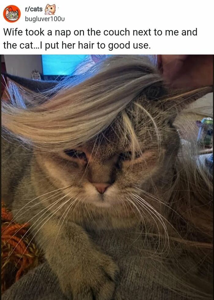 49 Hilarious Memes That Perfectly Capture What It’s Like To Share A Home With Cats 49 Hilarious Memes That Perfectly Capture What It’s Like To Share A Home With Cats