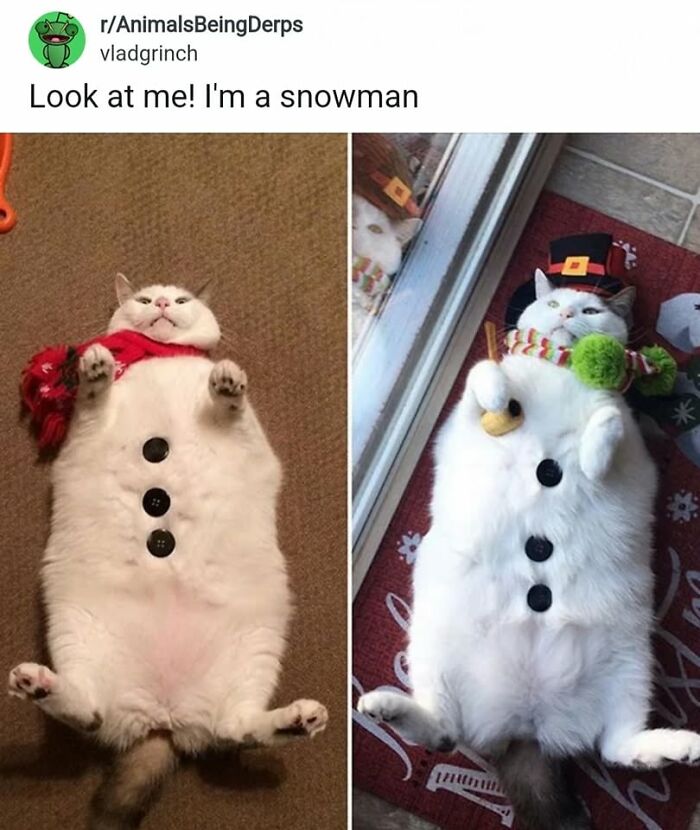 49 Hilarious Memes That Perfectly Capture What It’s Like To Share A Home With Cats 49 Hilarious Memes That Perfectly Capture What It’s Like To Share A Home With Cats