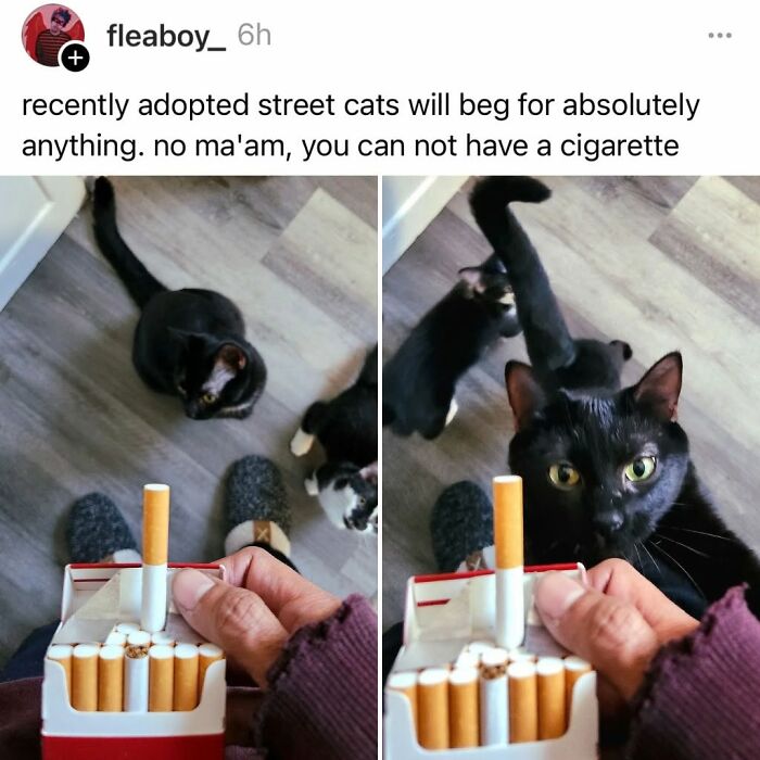 49 Hilarious Memes That Perfectly Capture What It’s Like To Share A Home With Cats 49 Hilarious Memes That Perfectly Capture What It’s Like To Share A Home With Cats