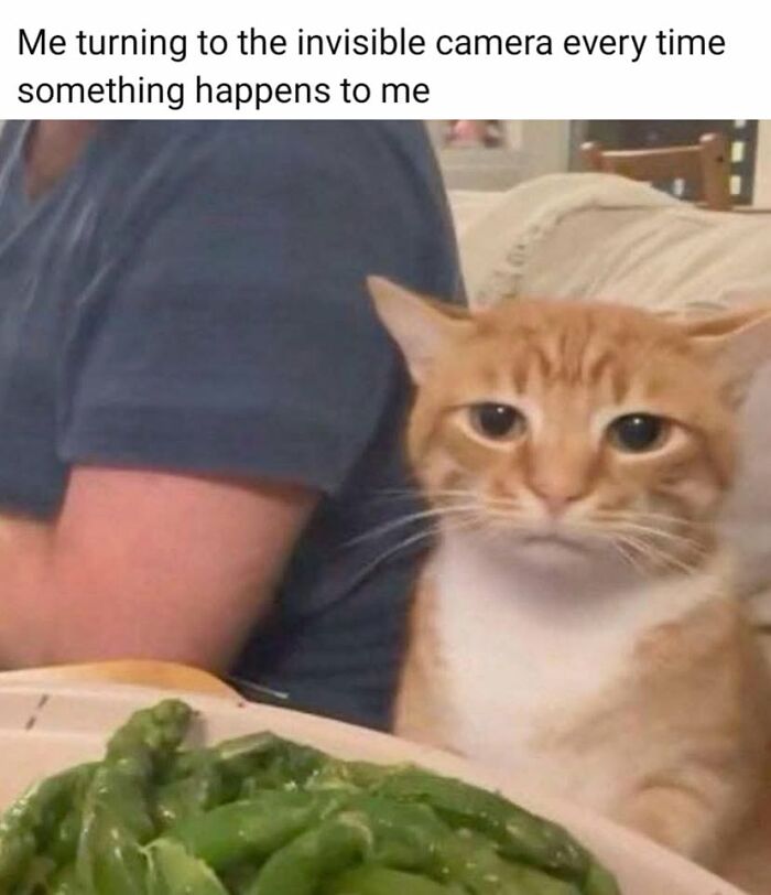 49 Hilarious Memes That Perfectly Capture What It’s Like To Share A Home With Cats 49 Hilarious Memes That Perfectly Capture What It’s Like To Share A Home With Cats