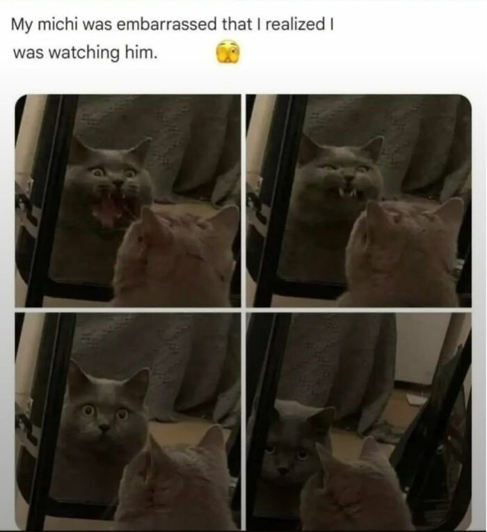 49 Hilarious Memes That Perfectly Capture What It’s Like To Share A Home With Cats 49 Hilarious Memes That Perfectly Capture What It’s Like To Share A Home With Cats